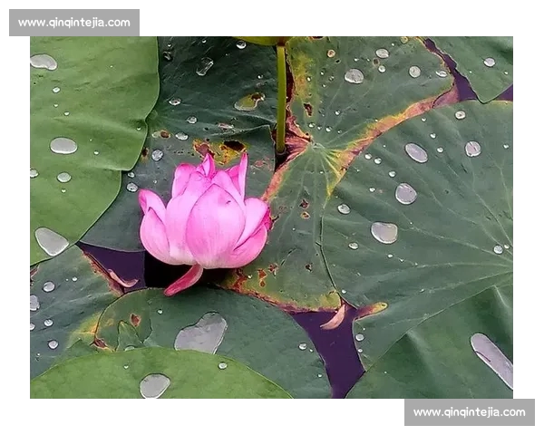 高清畅享意甲直播盛宴感受绿茵激情见证豪门巅峰对决 - 副本 - 副本 (2) - 副本